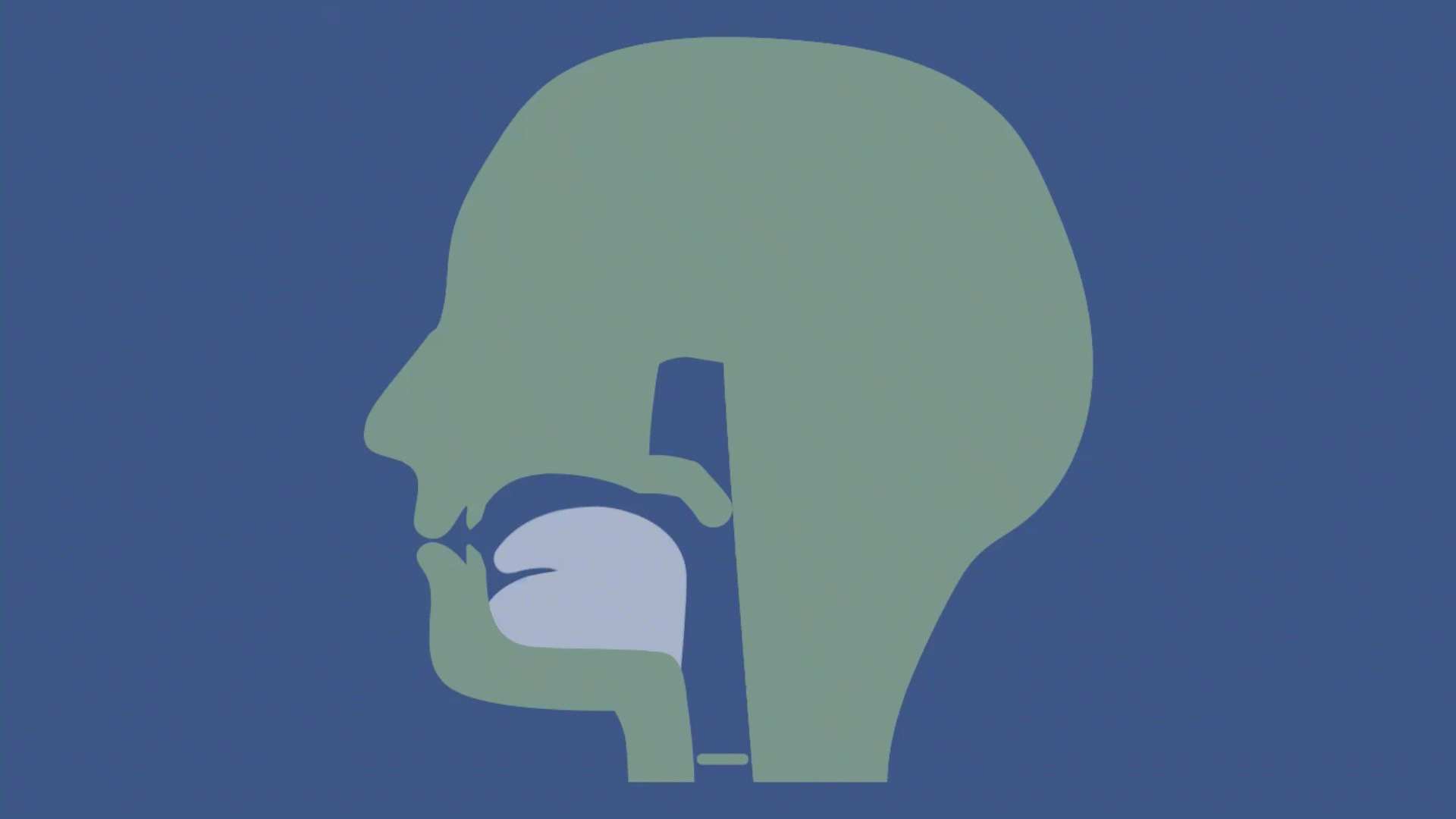 A gif of a stylized MRI bisection of a voiceless uvular ejective stop.