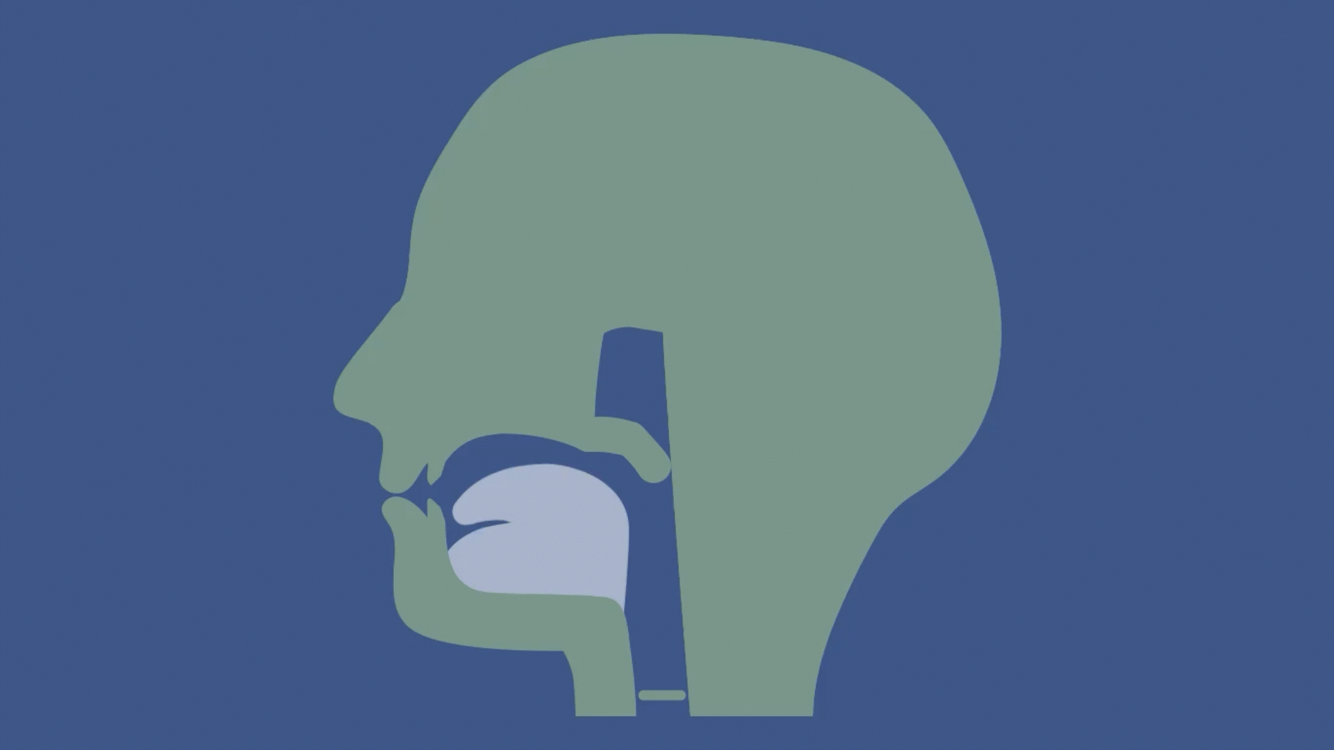 A gif of a stylized MRI bisection of a voiceless alveolar fricative.