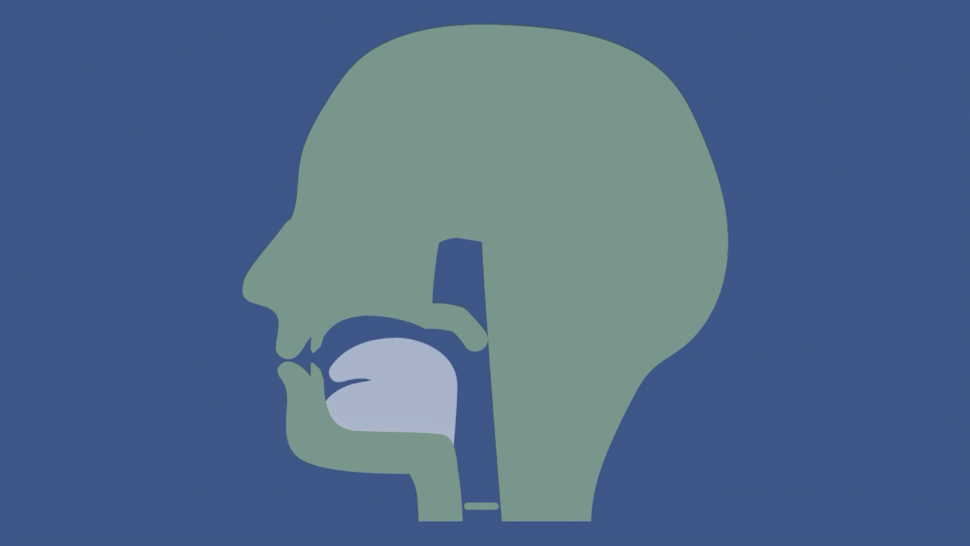 A gif of a stylized MRI bisection of a voiced alveolar flap.