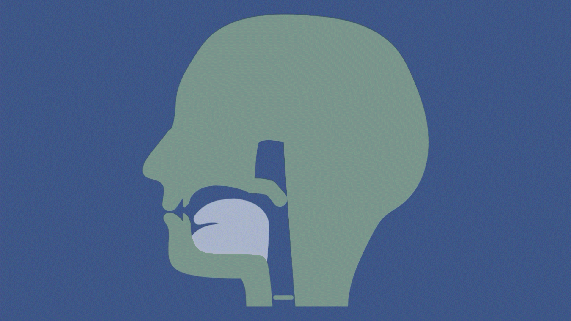 A gif of a stylized MRI bisection of a voiceless postalveolar fricative.