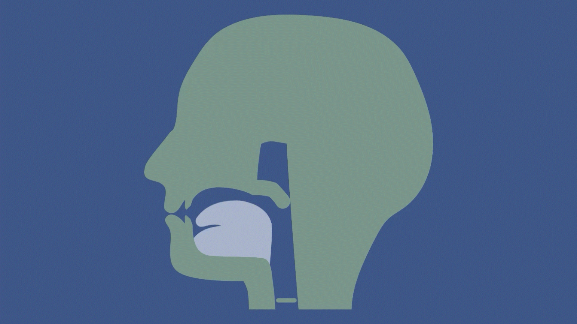 A gif of a stylized MRI bisection of a voiceless postalveolar fricative.